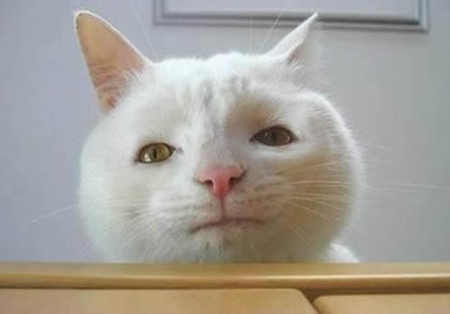 なんともたまらないブサカワな猫画像 ねこトピ