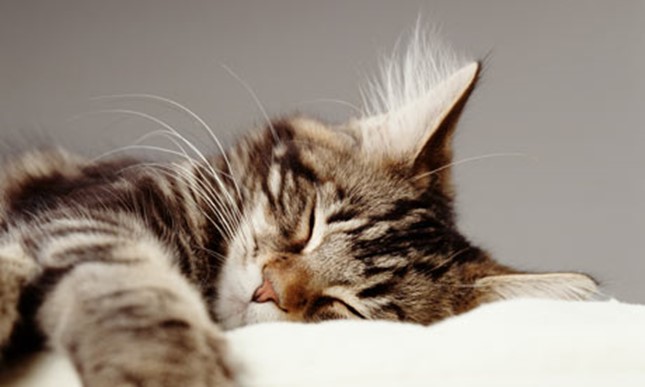 癒され度満点な猫の寝顔画像 20枚 ねこトピ