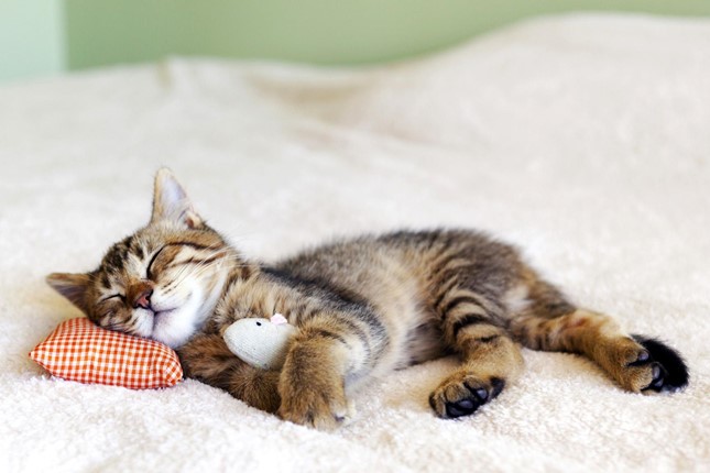 癒され度満点な猫の寝顔画像 20枚 ねこトピ