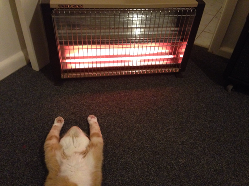 ShowViral_my-cat-seems-to-be-enjoying-the-new-heater_718705