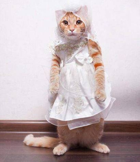 猫にドレスを着せると死ぬほど可愛くなる画像15 ねこトピ