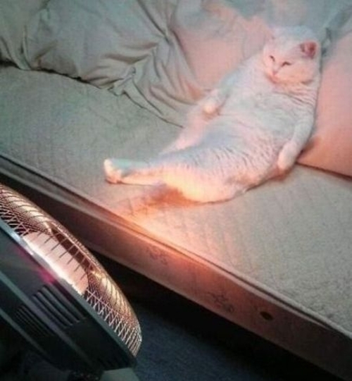 funny-cat-warming-by-the-heater