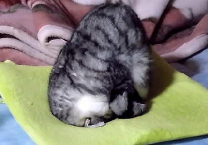 まぶしい寝 ねこトピ