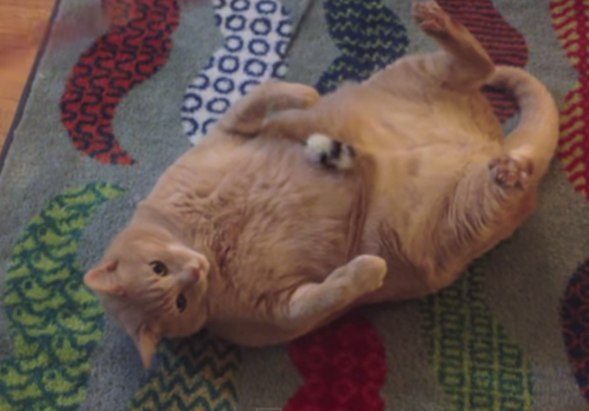 なんだかほっこりする10kgのおデブ猫動画 ねこトピ