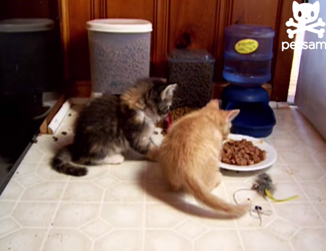 ご飯を食べる子猫たち