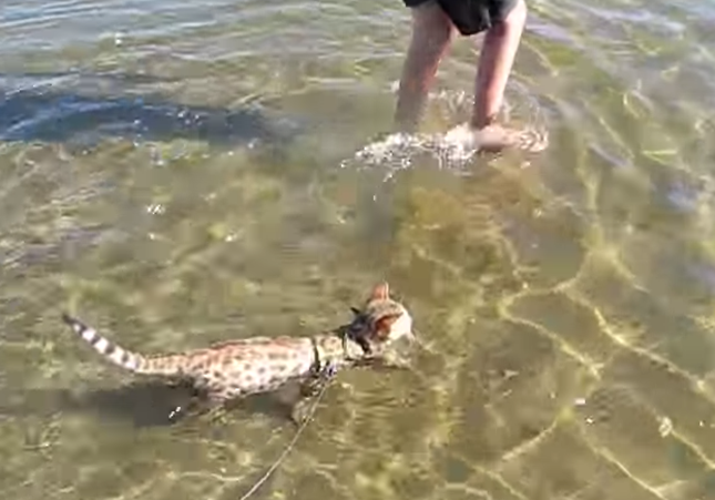 初めての海でも物怖じしないベンガル猫の見事な泳ぎっぷり ねこトピ