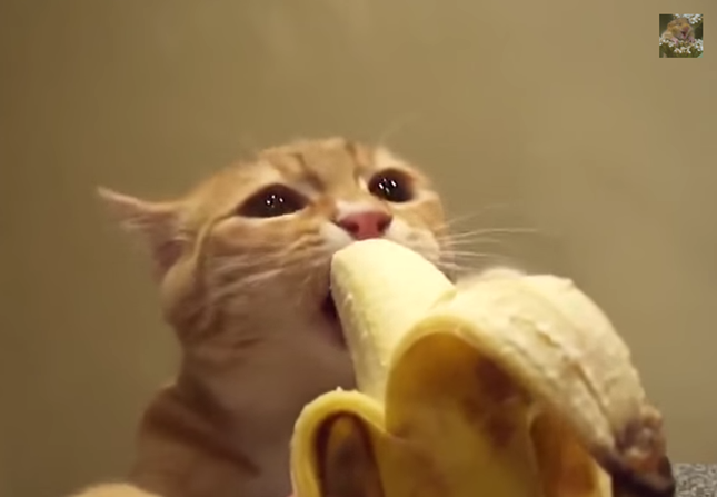 バナナをがぶがぶ。