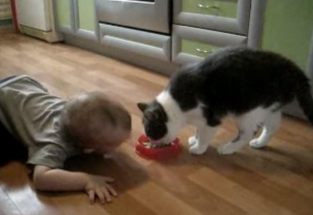 食事中の猫を見つめる赤ちゃん。