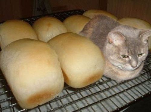 猫パン ねこトピ