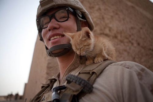 兵士の肩でウトウトする子猫。