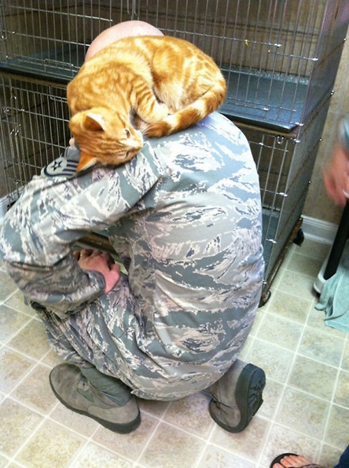 兵士の肩で丸まる猫。