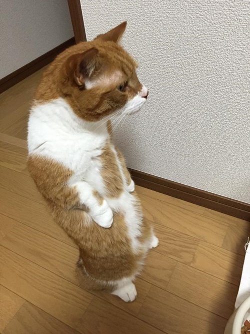 猫背で立つ猫。