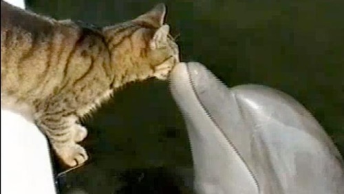 イルカにキスをする猫。