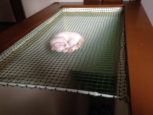 落下防止網で寝る猫。