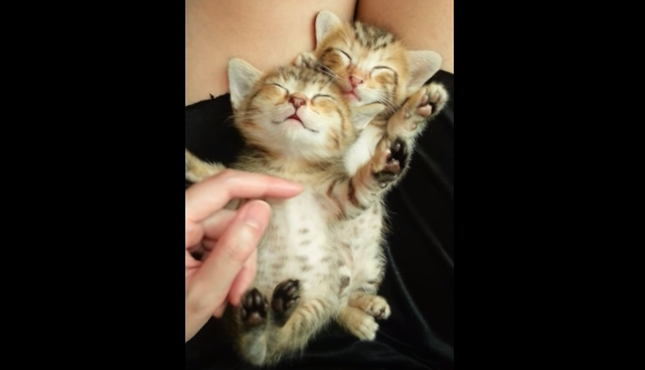 ぐっすりお眠な子猫たち。
