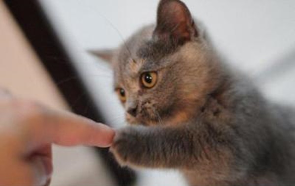 子猫との小さな握手。