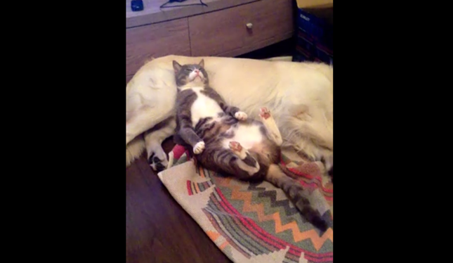 コッソリ犬を枕にする猫。