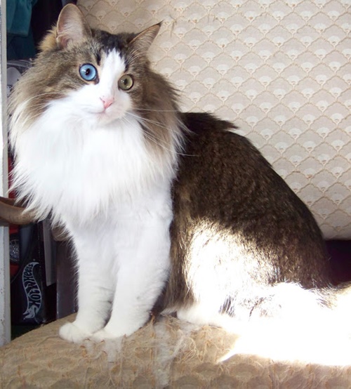 左右の目の色が違う神秘的すぎる猫のオッドアイ ねこトピ