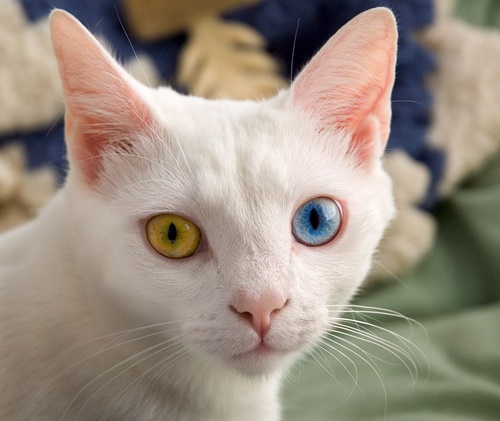 左右の目の色が違う神秘的すぎる猫のオッドアイ ねこトピ