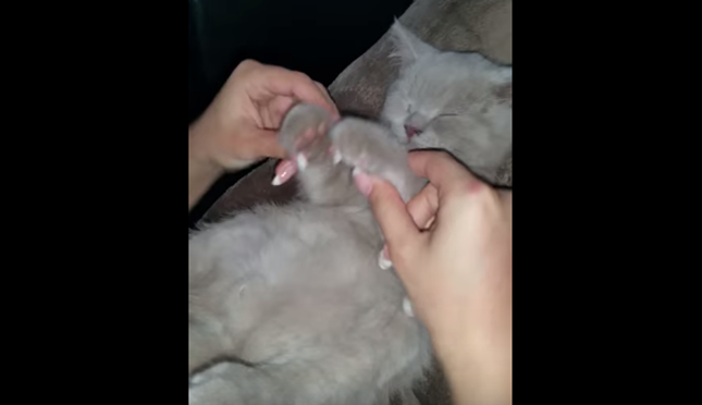 猫の手をニギニギ。