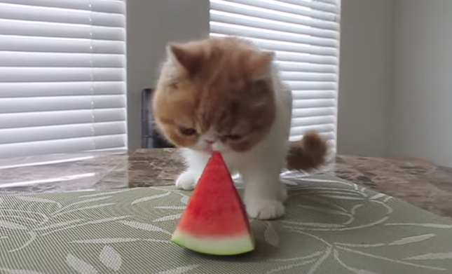 スイカを食べる猫。