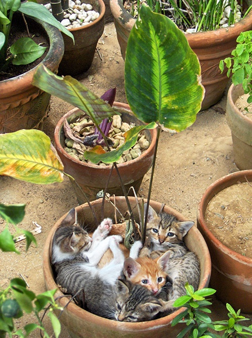 猫まみれな植木鉢。