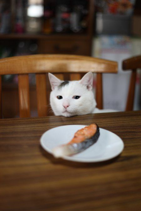 笑わずにはいられない猫画像大喜利 ボケて30選 ねこトピ